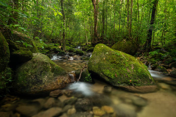 istock beautiful waterfall in green forest in jungle 1198030410