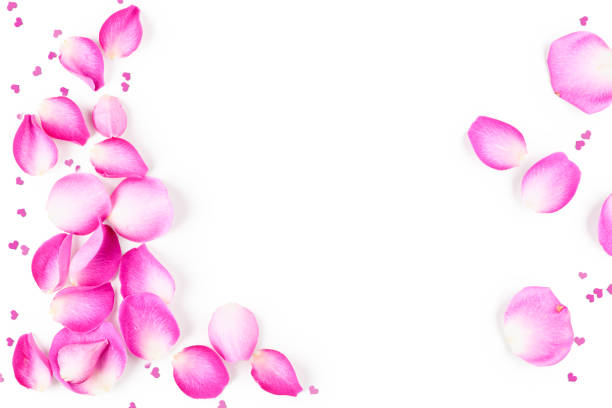 Magnolia petals on white