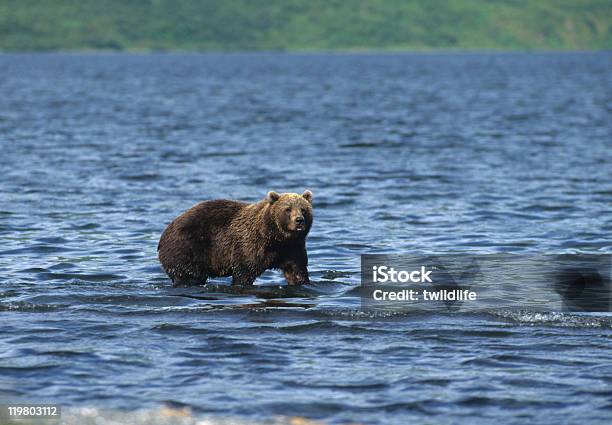 Brown Bear In Lake Stock Photo - Download Image Now - Alaska - US State, Animal, Animal Wildlife