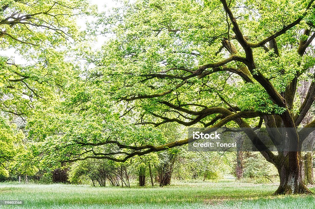 Park  Autumn Stock Photo