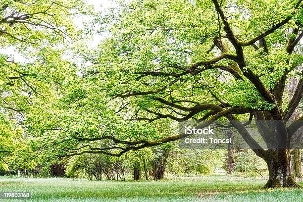 Park Stock Photo - Download Image Now - Autumn, Beauty In Nature, Bright