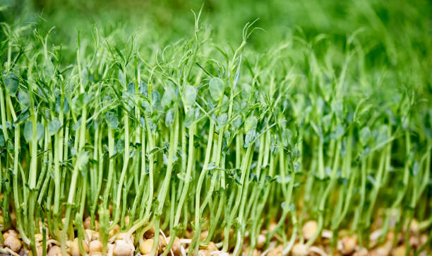 Closeup de sprouts novos das sementes da ervilha - foto de acervo