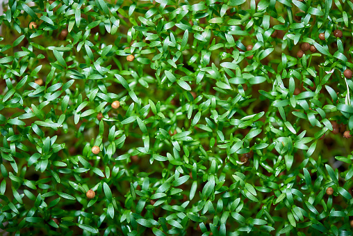 cilantro seeds with sprouts close up macro shot, top view