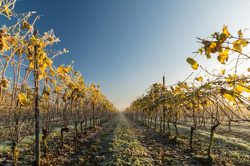 Agricultural landscape with vineyards on the slope down to the Moselle River in Germany in autumn.