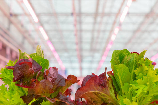 professionelles wachstum von salat mit rosa led-beleuchtung - hydroponics vegetable lettuce greenhouse stock-fotos und bilder