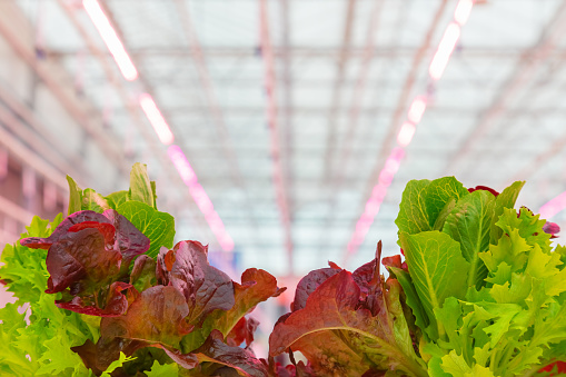 Professional growth of lettuce with pink led lighting in a Dutch greenhouse