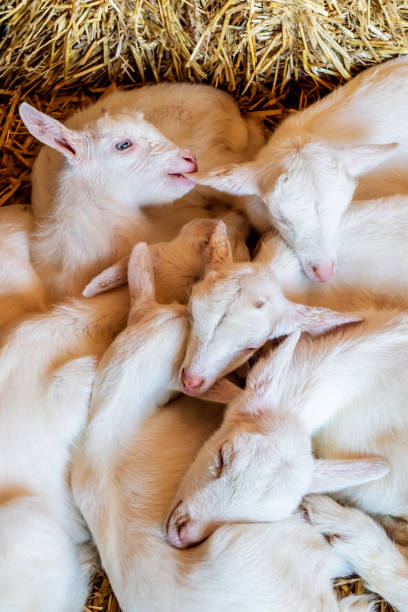 istock Relaxing newborn goats on hay 1198033026