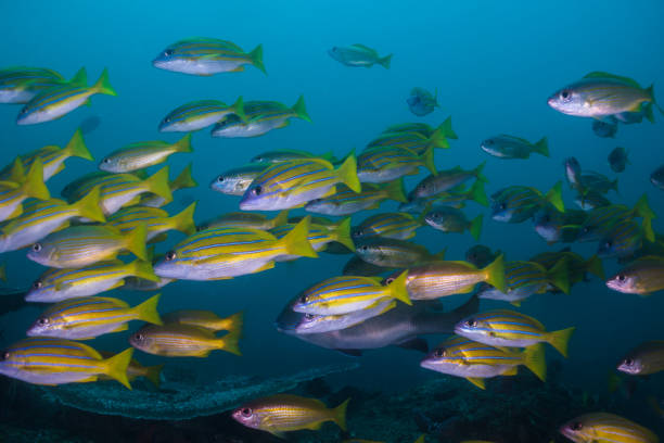 istock Bluebanded snapper or Bluelined snapper 1198035204