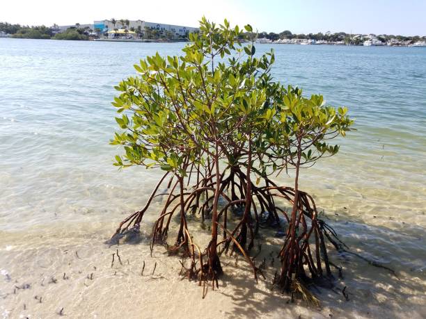 istock mangrove tree in sand with water on shore in Florida 1198035212
