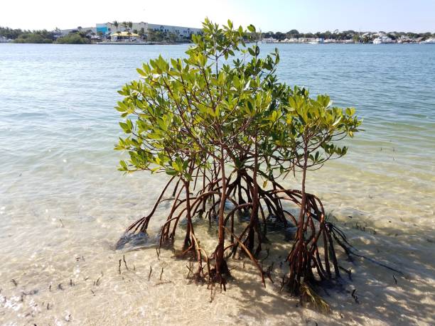 istock mangrove tree in sand with water on shore in Florida 1198035215