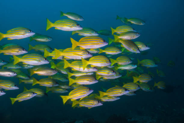 istock Bluebanded snapper or Bluelined snapper 1198035362