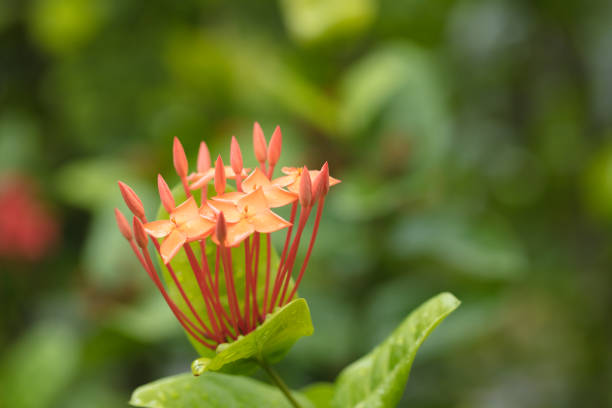 Beautiful red flower growing in tropical climates. Macro photography of beautiful colors