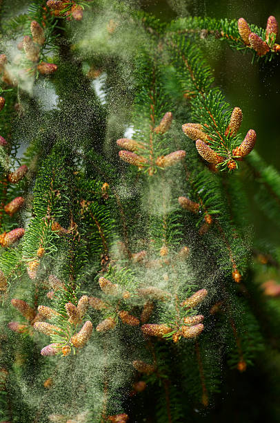 istock Spruce tree branch full of polen around it 119803575