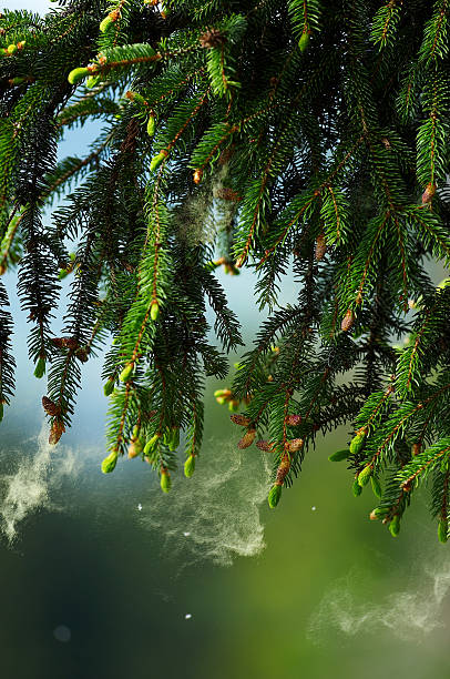 istock Spruce tree branch full of polen around it 119803617