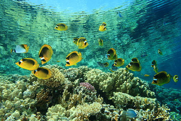 istock Coral Reef and butterflyfishes 119803641
