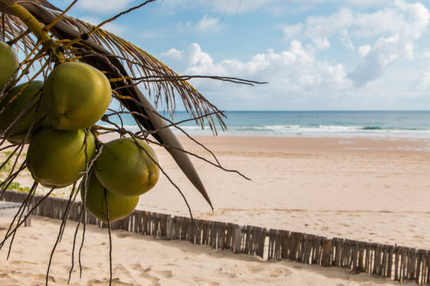 Tropical island beach scene in Mozambique with coconuts hanging in the tree with beach and ocean background.