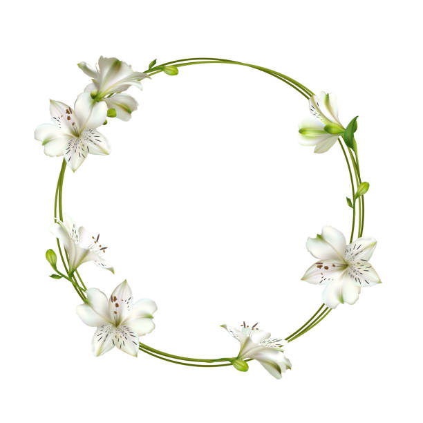 istock Flowers. Floral background. Lilies. White. Green. Leaves. 1198036633