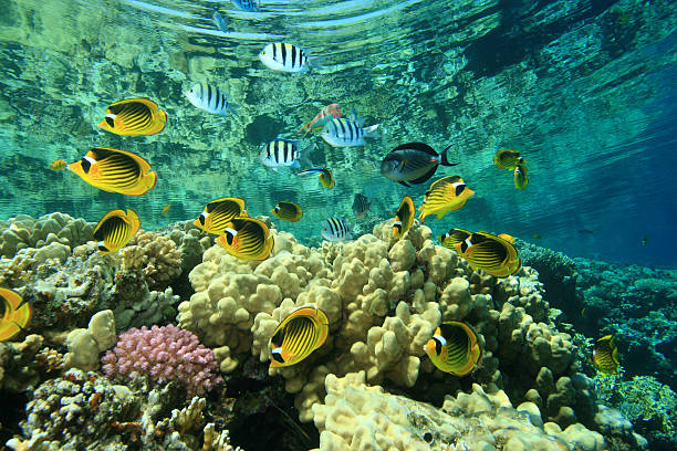 istock Tropical Fish and Coral Reef 119803699