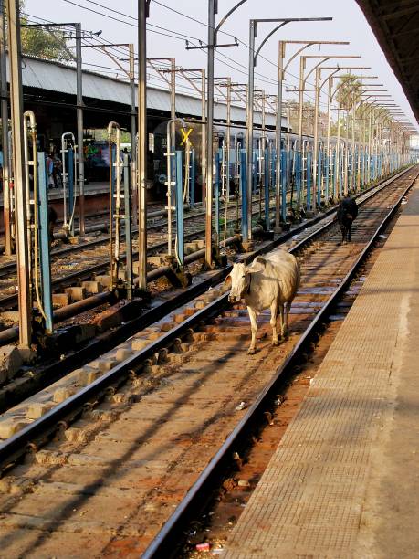 vacas na estrada de ferro - cattle station - fotografias e filmes do acervo