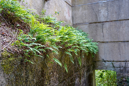 Old ruins overgrown with plants and moss