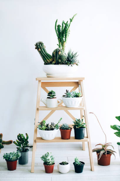 istock Folding ladder used as shelves for plants against white wall. 1198037779