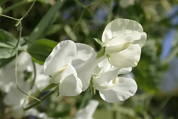 Closeup of a climbing white sweetpea flower