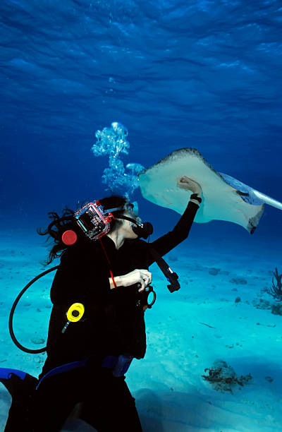 Stingray and Diver stock photo