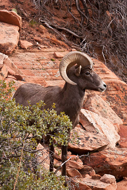 Desert Big Horn Ram Sheep stock photo