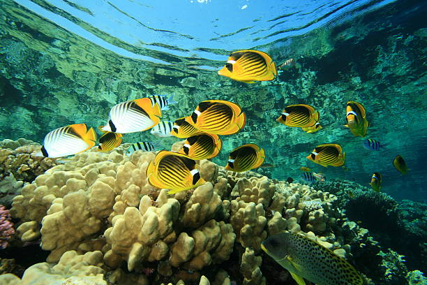 istock School of Butterflyfish on coral reef 119804100