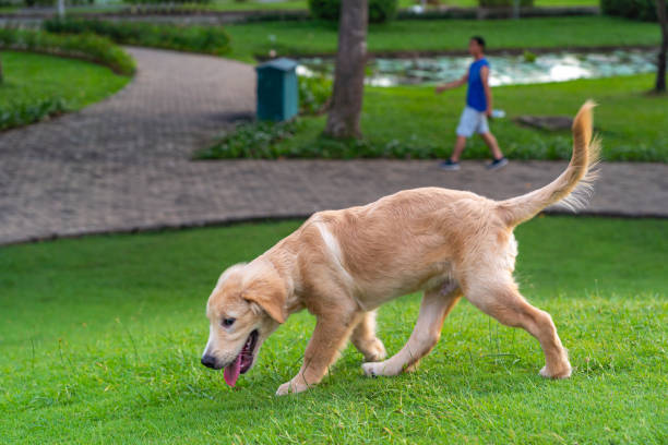 istock Three months old golden puppy walking on green grass surface 1198041265
