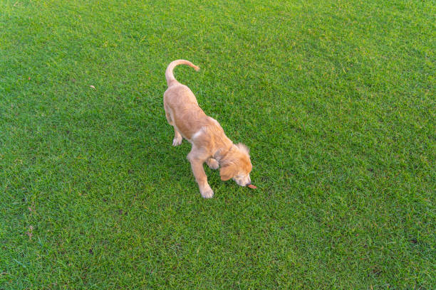 Little golden puppy wandering on green grass in park stock photo
