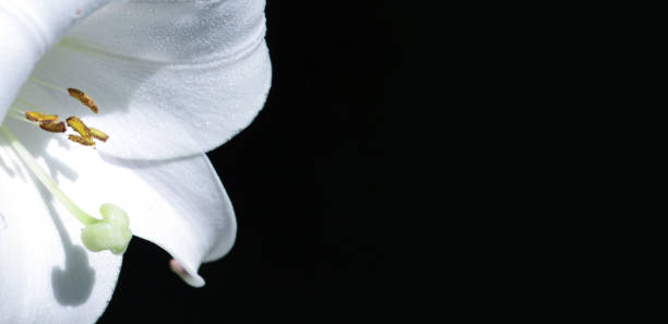 istock Part of one White Lily head isolated on a black background. 1198042502
