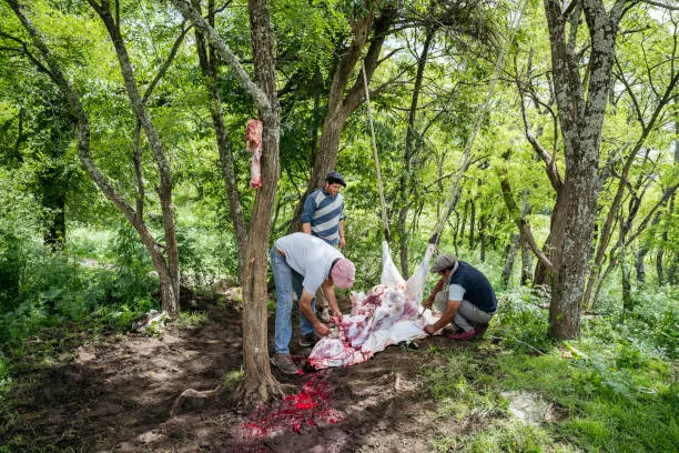 Three farm workers skin and butcher beef carcass outdoors in forest.