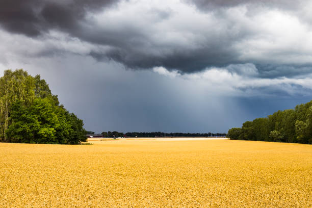 pluie et tonnerre approchant un jaune déposé de colza oléagineux, paysage typique de campagne suédoise - nature rain crop europe photos et images de collection