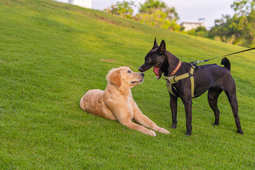 Black ridgeback dog barking in front of golden retriever dog's face