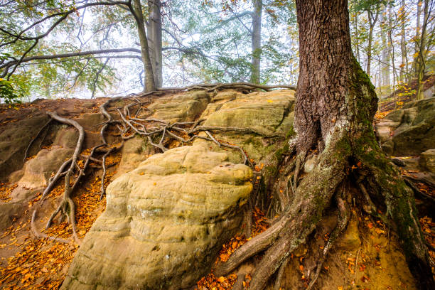 istock roots of an old tree 1198042800