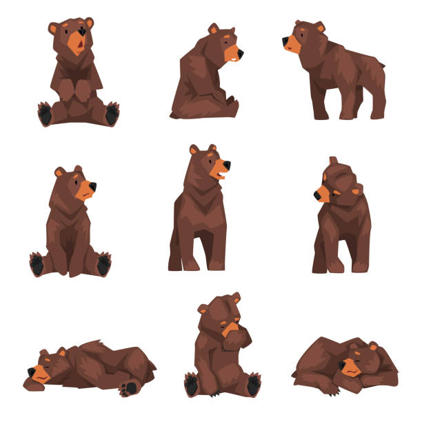 Sitting Bear Illustrations, Royalty-Free Vector Graphics & Clip Art - iStock