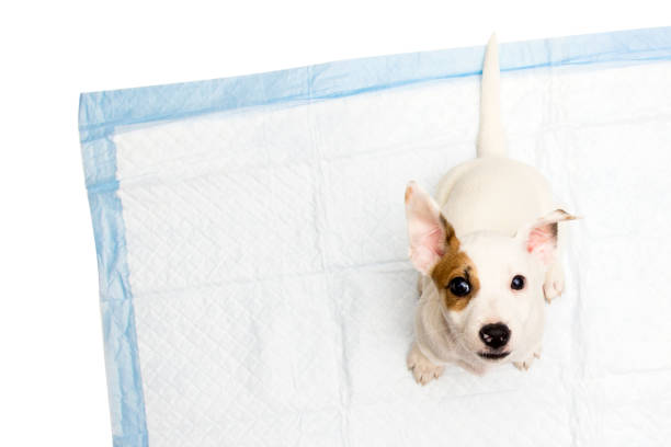 Jack Russell Terrier puppy sitting on diapers stock photo