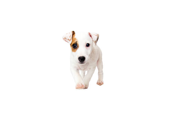 istock Jack Russell Terrier puppy isolated on white background 1198044087