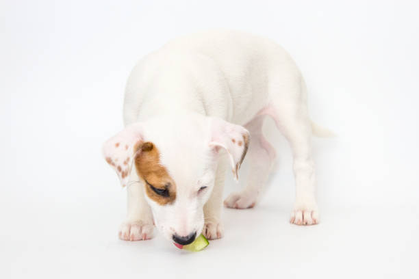 istock Jack Russell Terrier puppy isolated on white background 1198044267