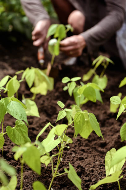 istock woman's hand working in the vegetable garden 1198044453