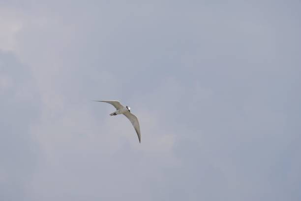 istock one seagull flying in blue sky 1198045321