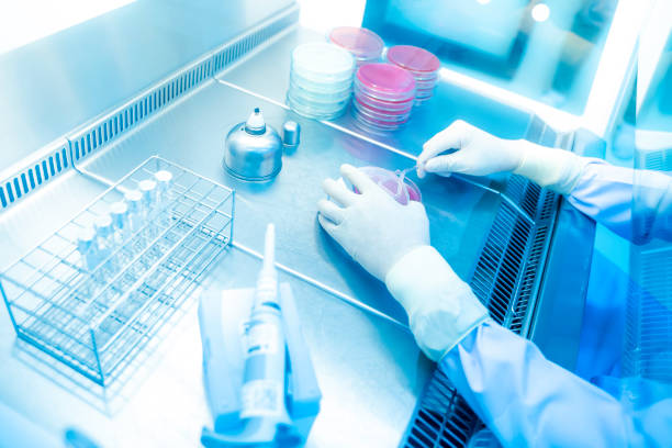 istock Hands of scientists are working on research.Bacteria in agar sheets, laboratory tests for infection, growth of Gram-negative bacteria, Gram-negative bacteria, Gram-positive bacteria, alpha 1198045658