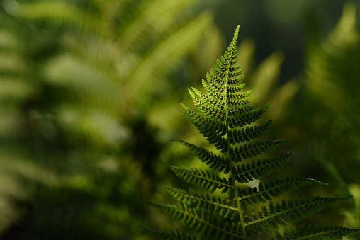 Fern leaf in the forest backlit by the rays of the morning sun. There is silence and wildlife around. Against the background of blurry bushes of fern. Save the nature concept.