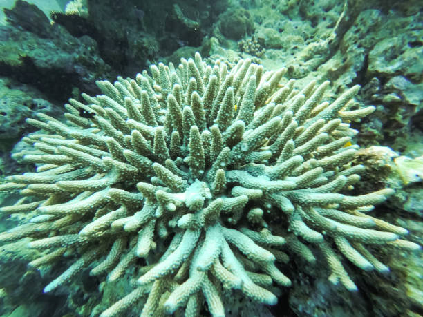 istock hard and soft corals on a tropical reef 1198047290
