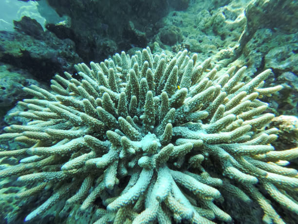 istock hard and soft corals on a tropical reef 1198047294