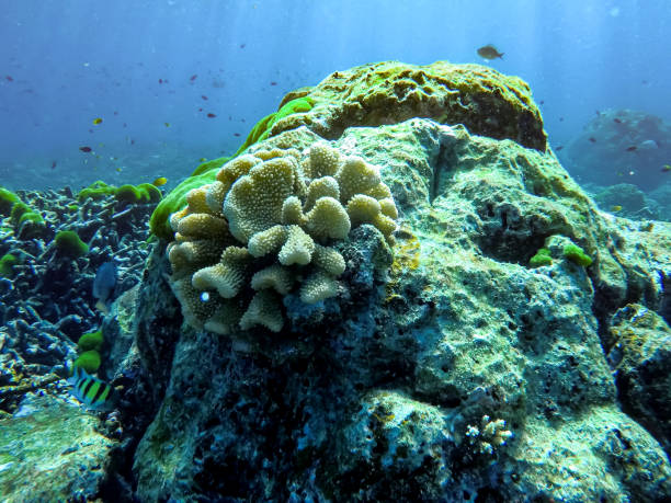 istock hard and soft corals on a tropical reef 1198047446