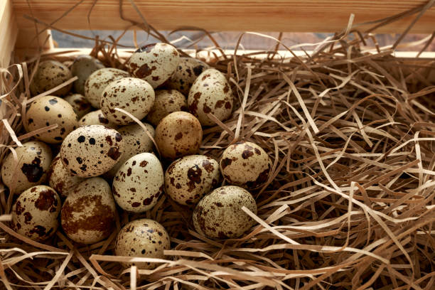 istock Quail eggs in wooden tray, basket with straw, nest 1198047561