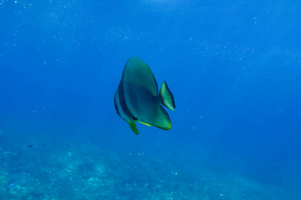 istock closeup sea fish with coral isolated 1198047584