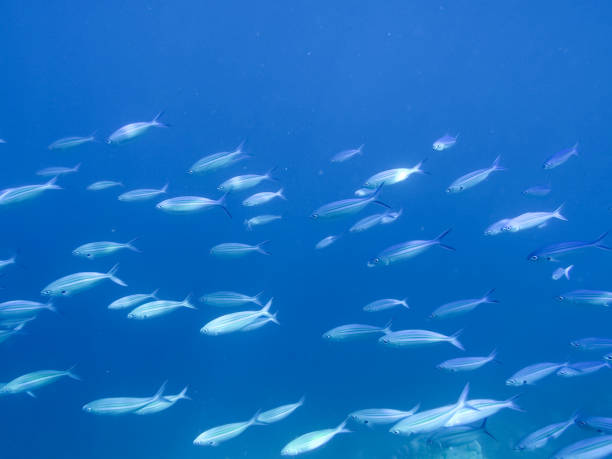 istock School of fish with sunlight through surface underwater 1198047668